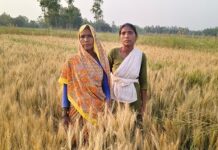 रंजिश में बर्बाद की फसल! दबंगों पर जहर डालने का आरोप रंजिश में बर्बाद की फसल! दबंगों पर जहर डालने का आरोप