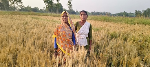 रंजिश में बर्बाद की फसल! दबंगों पर जहर डालने का आरोप