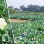 सल्फॉस की बिक्री एवं प्रयोग पर नियंत्रण हेतु दिशा-निर्देश जारी