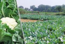 सल्फॉस की बिक्री एवं प्रयोग पर नियंत्रण हेतु दिशा-निर्देश जारी