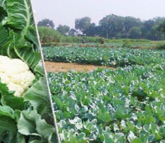 सल्फॉस की बिक्री एवं प्रयोग पर नियंत्रण हेतु दिशा-निर्देश जारी