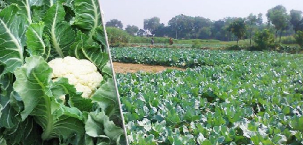 Photo of सल्फॉस की बिक्री एवं प्रयोग पर नियंत्रण हेतु दिशा-निर्देश जारी