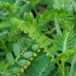 आयुर्वेद का अनमोल खजाना है भूमि आंवला आयुर्वेद का अनमोल खजाना है भूमि आंवला