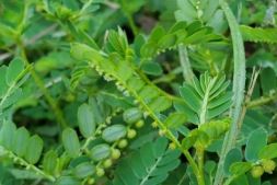 आयुर्वेद का अनमोल खजाना है भूमि आंवला