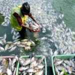 मत्स्य क्रांति की ओर बड़ा कदम: 1400 करोड़ का निवेश प्रस्ताव मत्स्य क्रांति की ओर बड़ा कदम: 1400 करोड़ का निवेश प्रस्ताव