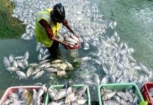 मत्स्य क्रांति की ओर बड़ा कदम: 1400 करोड़ का निवेश प्रस्ताव मत्स्य क्रांति की ओर बड़ा कदम: 1400 करोड़ का निवेश प्रस्ताव