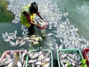 मत्स्य क्रांति की ओर बड़ा कदम: 1400 करोड़ का निवेश प्रस्ताव मत्स्य क्रांति की ओर बड़ा कदम: 1400 करोड़ का निवेश प्रस्ताव