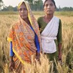 रंजिश में बर्बाद की फसल! दबंगों पर जहर डालने का आरोप रंजिश में बर्बाद की फसल! दबंगों पर जहर डालने का आरोप