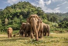 हाथियों की विरासत: जैव विविधता और पर्यावरण का अनमोल हिस्सा हाथियों की विरासत: जैव विविधता और पर्यावरण का अनमोल हिस्सा