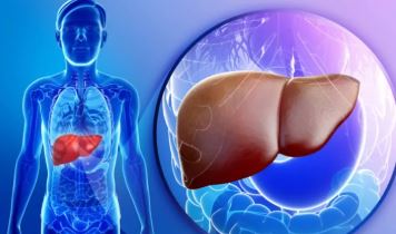 लिवर और आंत का गहरा कनेक्शन: क्यों बिगड़ता है पाचन?