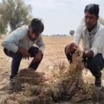 बेमौसम बारिश का कहर बेमौसम बारिश का कहर