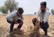 बेमौसम बारिश का कहर बेमौसम बारिश का कहर