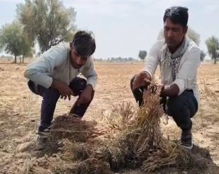 बेमौसम बारिश का कहर बेमौसम बारिश का कहर