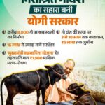 जनभागीदारी से मिलेगा निराश्रित गोवंश को सहारा जनभागीदारी से मिलेगा निराश्रित गोवंश को सहारा