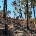 पुराने जंगलों को बचाना अधिक आवश्यक… पुराने जंगलों को बचाना अधिक आवश्यक...