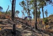 पुराने जंगलों को बचाना अधिक आवश्यक… पुराने जंगलों को बचाना अधिक आवश्यक...