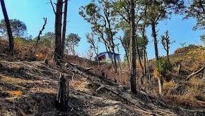 पुराने जंगलों को बचाना अधिक आवश्यक...