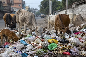 कूड़े के ढेर पर खड़े शहर और पॉलिथीन निगलते पशु