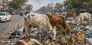 सड़कों पर दम तोड़ती गायें! सड़कों पर दम तोड़ती गायें