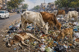 सड़कों पर दम तोड़ती गायें