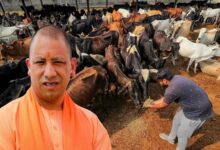 Photo of देसी गायों के दूध उत्पाद में यूपी बना देश का ‘धुरंधर’