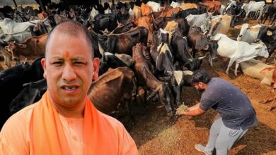 Photo of देसी गायों के दूध उत्पाद में यूपी बना देश का ‘धुरंधर’