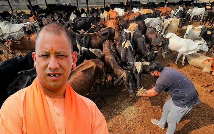 देसी गायों के दूध उत्पाद में यूपी बना देश का 'धुरंधर'