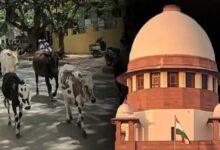 Photo of गोहत्या विवाद:अदालत, सरकार और आस्था के बीच बड़ा टकराव