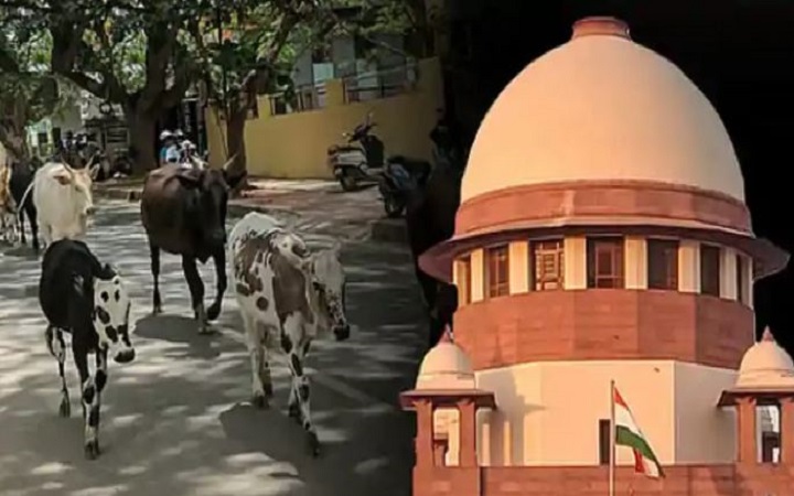 गोहत्या विवाद:अदालत, सरकार और आस्था के बीच बड़ा टकराव