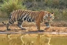 Photo of योगी सरकार के प्रयासों से यूपी में निरंतर बढ़ रहे बाघ
