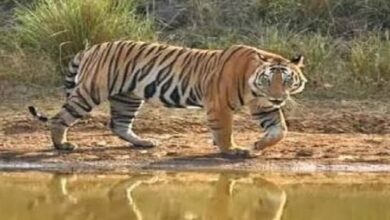 Photo of योगी सरकार के प्रयासों से यूपी में निरंतर बढ़ रहे बाघ