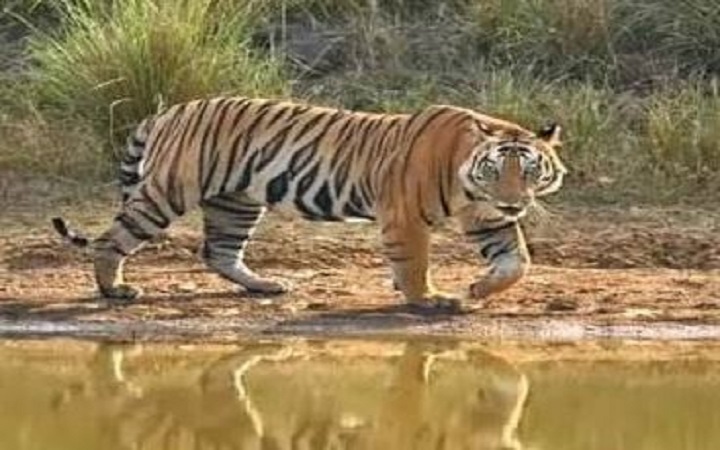 योगी सरकार के प्रयासों से यूपी में निरंतर बढ़ रहे बाघ