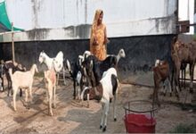 Photo of घूंघट से रोजगार तक: उर्मिला ने लिखी आत्मनिर्भरता की कहानी