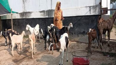 Photo of घूंघट से रोजगार तक: उर्मिला ने लिखी आत्मनिर्भरता की कहानी