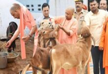Photo of योगी सरकार की गो संरक्षण नीति से निकला गो सेवा के साथ रोजगार का नया रास्ता