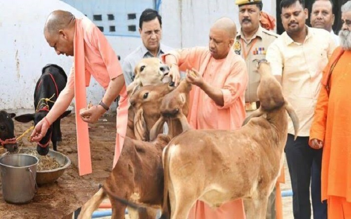 योगी सरकार की गो संरक्षण नीति से निकला गो सेवा के साथ रोजगार का नया रास्ता