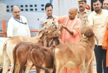 Photo of मुख्यमंत्री योगी के नेतृत्व में गोवंश संरक्षण को मिल रहा बढ़ावा