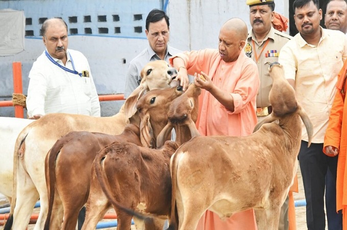 मुख्यमंत्री योगी के नेतृत्व में गोवंश संरक्षण को मिल रहा बढ़ावा
