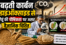Photo of बढ़ती कार्बन डाइऑक्साइड से गेहूँ की पौष्टिकता पर असर, वैज्ञानिक चिंतित
