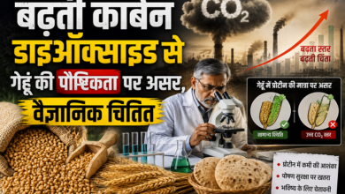 Photo of बढ़ती कार्बन डाइऑक्साइड से गेहूँ की पौष्टिकता पर असर, वैज्ञानिक चिंतित